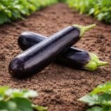 Fresh Long Brinjal / लंबा बैंगन / લાંબું રીંગણ– Tender, Purple & Farm Fresh