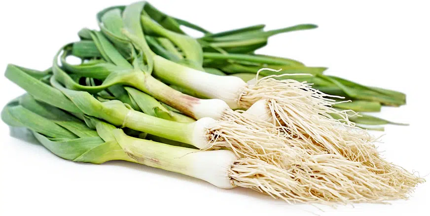 Fresh Green Garlic / हरा लहसुन / લીલો લસણ – Farm Fresh & Aromatic