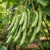 Fresh Lablab Beans / फली / પાપડી (વાલ) – Tender, Green & Farm Fresh